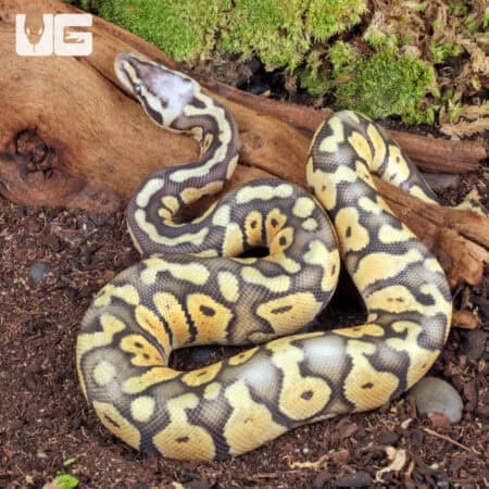 Baby Male Ghost Super Pastel Ball Python (Python regius) For Sale - Underground Reptiles