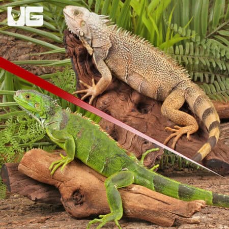 2-3 Foot Green Iguanas For Sale - Underground Reptiles