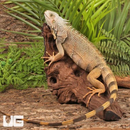 2-3 Foot Green Iguanas For Sale - Underground Reptiles