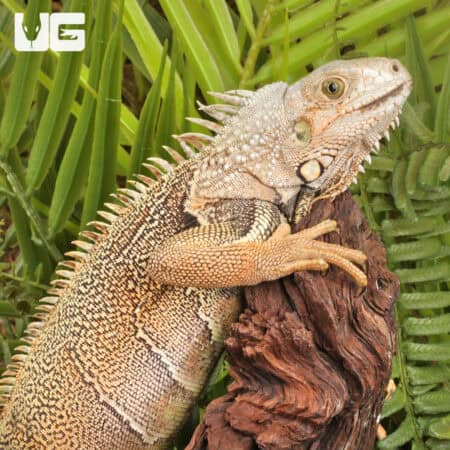 2-3 Foot Green Iguanas For Sale - Underground Reptiles