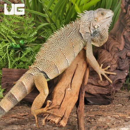 2-3 Foot Green Iguanas For Sale - Underground Reptiles