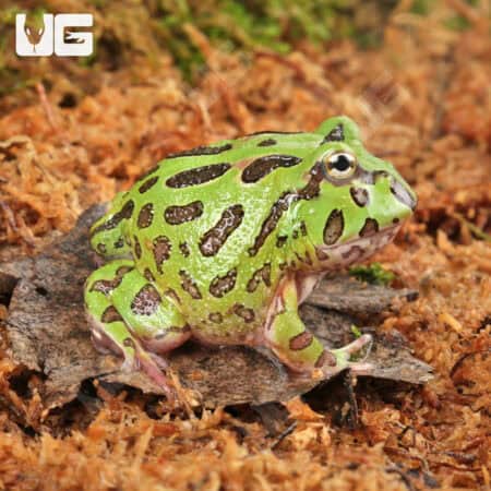 Green Pacman Frogs For Sale - Underground Reptiles
