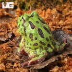 Green Pacman Frogs For Sale - Underground Reptiles
