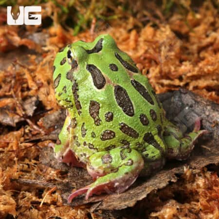 Green Pacman Frogs For Sale - Underground Reptiles