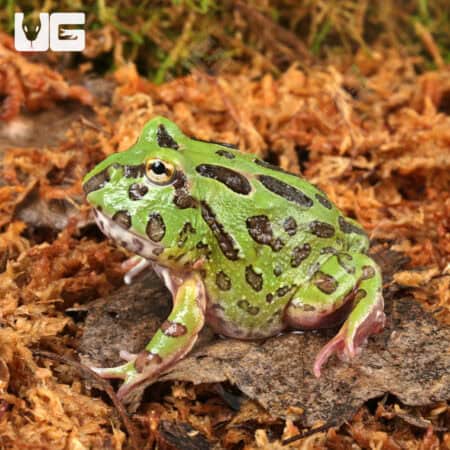 Green Pacman Frogs For Sale - Underground Reptiles