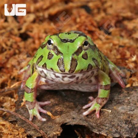 Green Pacman Frogs For Sale - Underground Reptiles