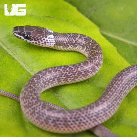 Asian Wolf Snakes (Lycodon capucinus) For Sale - Underground Reptiles