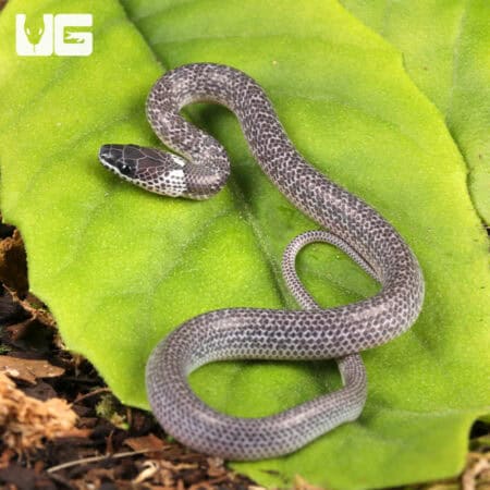 Asian Wolf Snakes (Lycodon capucinus) For Sale - Underground Reptiles