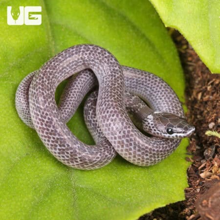 Asian Wolf Snakes (Lycodon capucinus) For Sale - Underground Reptiles