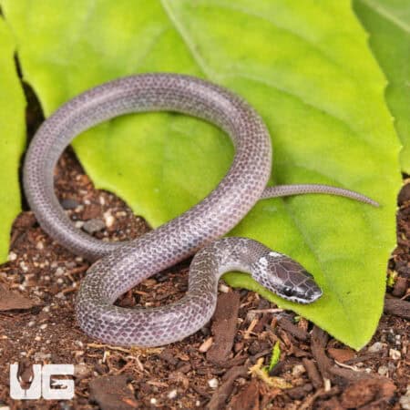 Asian Wolf Snakes (Lycodon capucinus) For Sale - Underground Reptiles