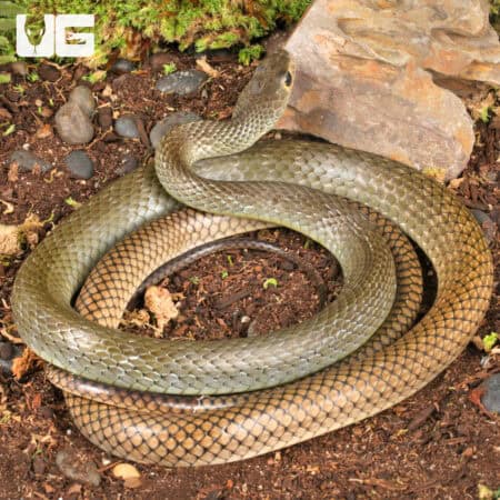 Indo-Chinese Rat Snakes for sale - Underground Reptiles