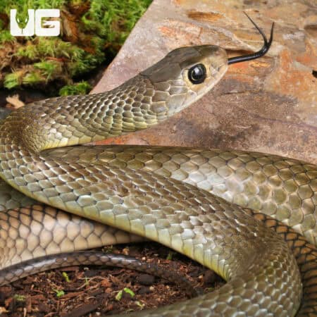 Indo-Chinese Rat Snakes for sale - Underground Reptiles