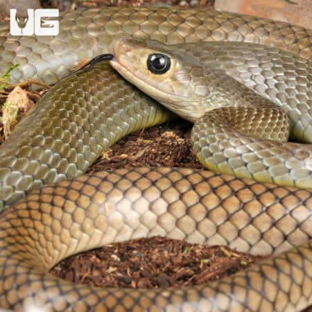 Indo-Chinese Rat Snakes for sale - Underground Reptiles