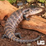 Juvenile Aru Blue Tongue Skink For Sale - Underground Reptile
