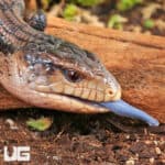 Juvenile Aru Blue Tongue Skink For Sale - Underground Reptile