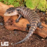 Juvenile Aru Blue Tongue Skink For Sale - Underground Reptile