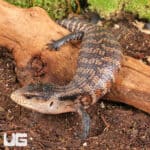 Juvenile Aru Blue Tongue Skink For Sale - Underground Reptile