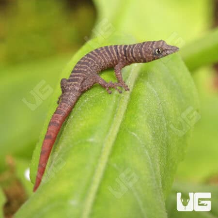 Juvenile Ashy Geckos For Sale - Underground Reptiles