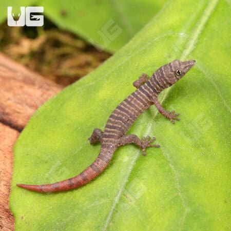 Juvenile Ashy Geckos For Sale - Underground Reptiles