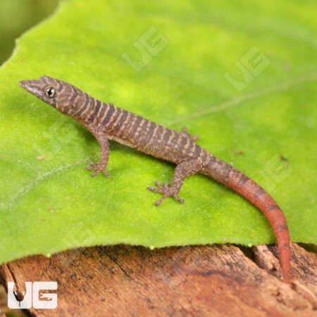 Juvenile Ashy Geckos For Sale - Underground Reptiles