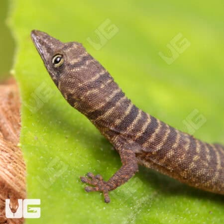 Juvenile Ashy Geckos For Sale - Underground Reptiles