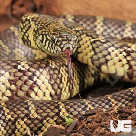 Juvenile Florida Kingsnakes For Sale - Underground Reptiles