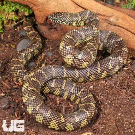 Juvenile Florida Kingsnakes For Sale - Underground Reptiles