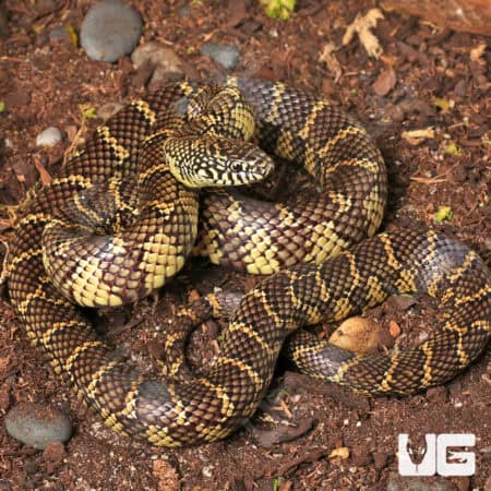 Juvenile Florida Kingsnakes For Sale - Underground Reptiles