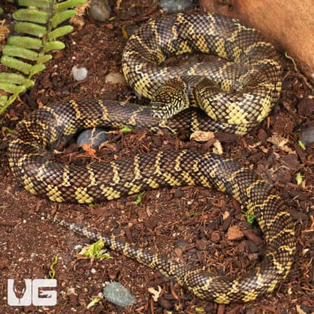 Juvenile Florida Kingsnakes For Sale - Underground Reptiles