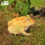 Keylime Pacman Frog for sale - Underground Reptiles