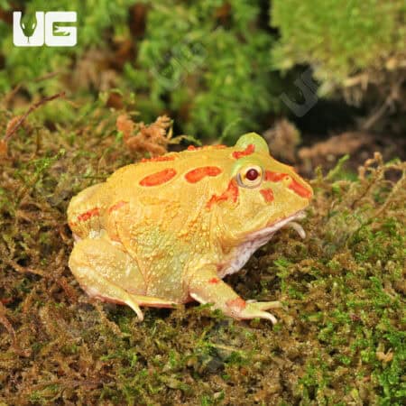 Keylime Pacman Frog for sale - Underground Reptiles
