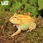 Keylime Pacman Frog for sale - Underground Reptiles