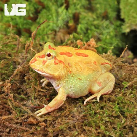 Keylime Pacman Frog for sale - Underground Reptiles