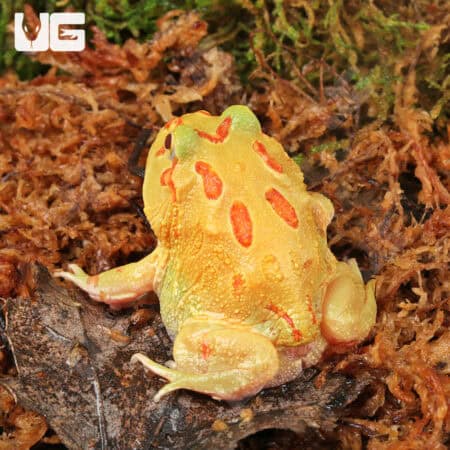 Keylime Pacman Frog for sale - Underground Reptiles