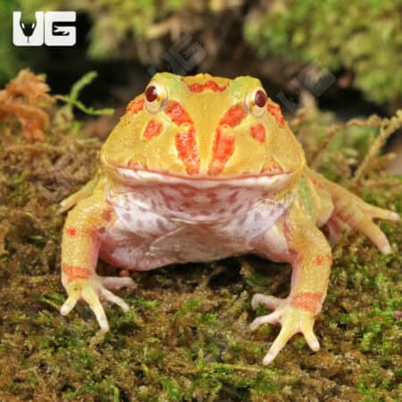 Keylime Pacman Frog for sale - Underground Reptiles