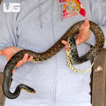 Madagascar Giant Hognose Snakes For Sale - Underground Reptiles