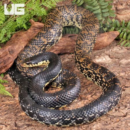 Madagascar Giant Hognose Snakes For Sale - Underground Reptiles