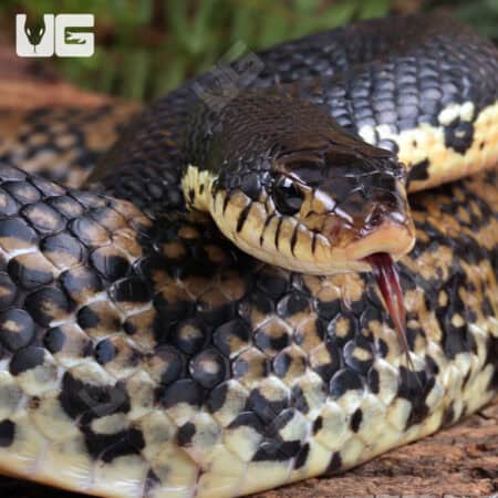 Madagascar Giant Hognose Snakes For Sale - Underground Reptiles