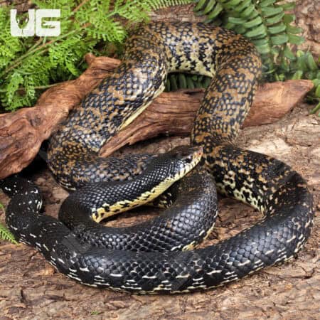 Madagascar Giant Hognose Snakes For Sale - Underground Reptiles