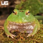 Matcha Pacman Frogs for sale - Underground Reptiles