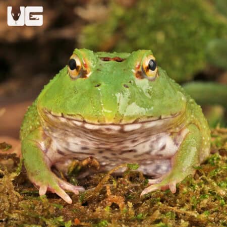 Matcha Pacman Frogs for sale - Underground Reptiles