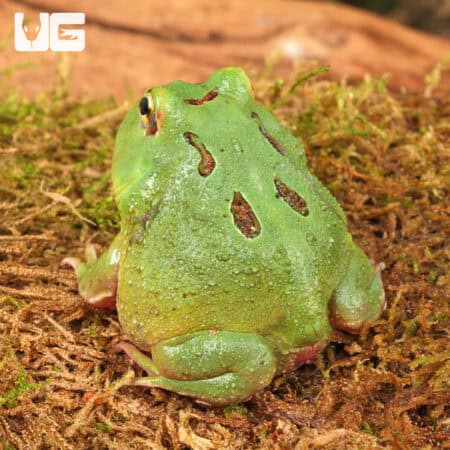 Matcha Pacman Frogs for sale - Underground Reptiles