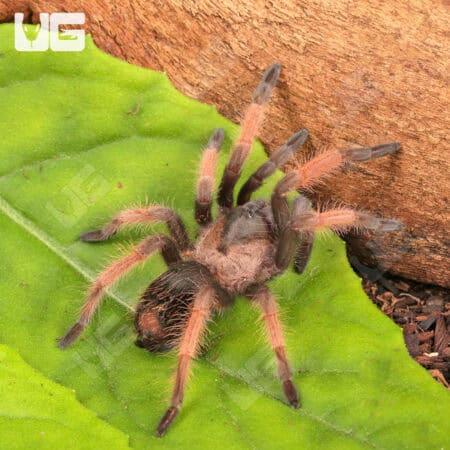 Mexican Red Leg Tarantula (Brachypelma emilia) For Sale - Underground Reptiles