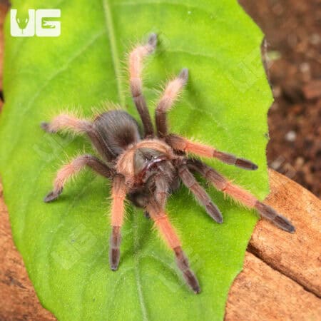 Mexican Red Leg Tarantula (Brachypelma emilia) For Sale - Underground Reptiles