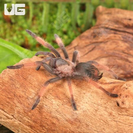 Mexican Red Leg Tarantula (Brachypelma emilia) For Sale - Underground Reptiles