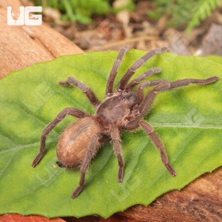 Middle East Gold Tarantulas (Chatopelma olivaceum) For Sale - Underground Reptiles
