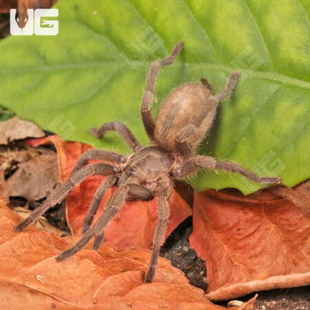 Middle East Gold Tarantulas (Chatopelma olivaceum) For Sale - Underground Reptiles
