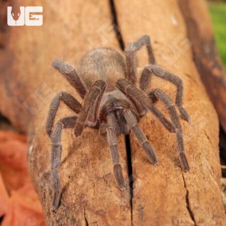 Middle East Gold Tarantulas (Chatopelma olivaceum) For Sale - Underground Reptiles