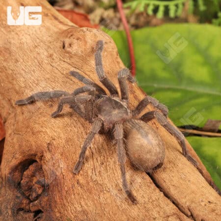 Middle East Gold Tarantulas (Chatopelma olivaceum) For Sale - Underground Reptiles