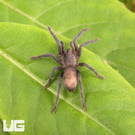 Middle East Gold Tarantulas (Chatopelma olivaceum) For Sale - Underground Reptiles